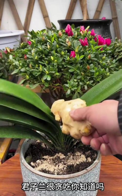 家庭养花用生根粉