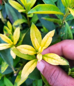 家庭养花用生根粉