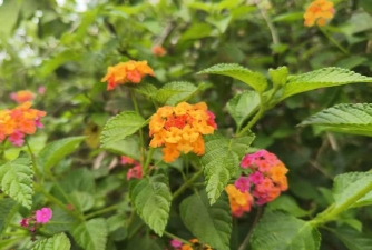 猪屎花作用是什么