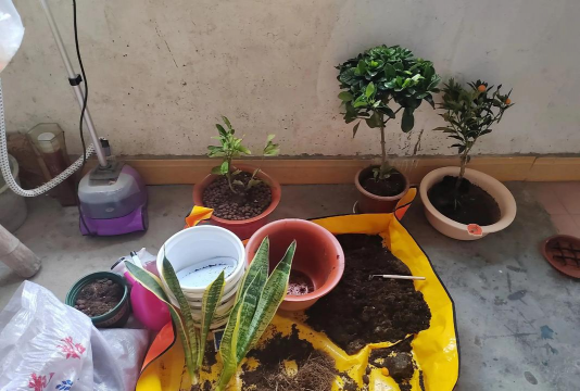 家庭养花用生根粉