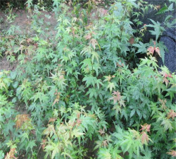 青枫树苗价格如何