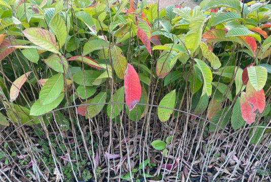 大叶紫薇如何过冬