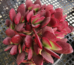 红色高盆种什么多肉