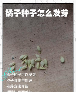 臭橘种子种植什么时候