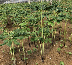 重楼苗是什么样的