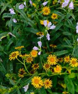 黄金菊生长在什么地方