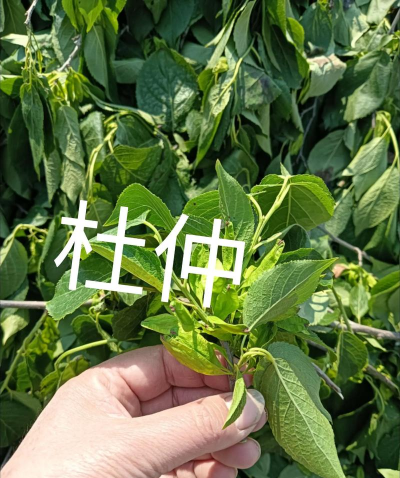 杜仲的繁育技术