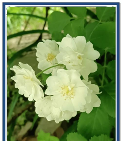 白薇花什么颜色