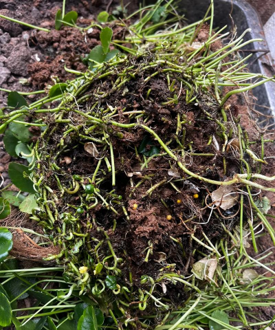 家庭养花用生根粉