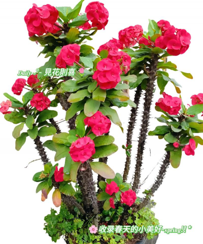 刺梅花的特点是什么