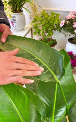 家庭养花用生根粉