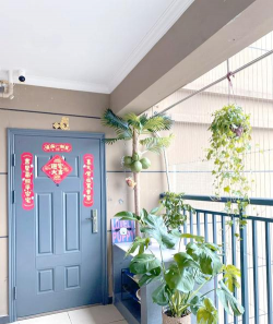 家庭养花用生根粉