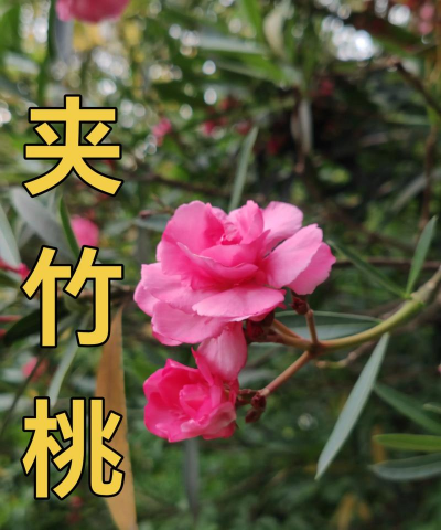 柳叶桃上结果象征着什么