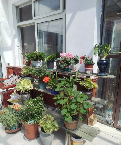 家庭养花用生根粉