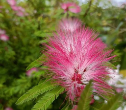 合欢花树长得什么样