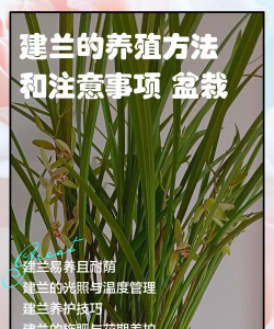 建兰种植注意什么
