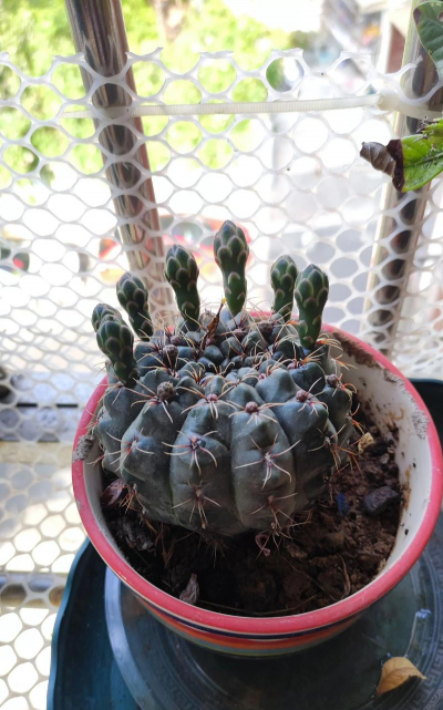 什么品种仙人球会开花