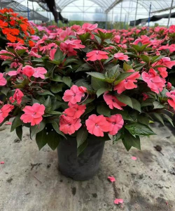 凤仙花长得什么样子