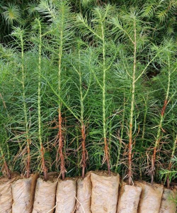 速生苗木是什么意思