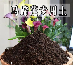 马蹄莲盆栽用什么土