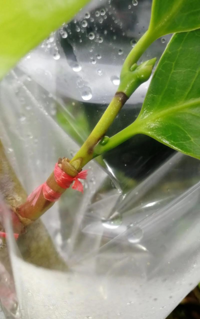 家庭养花用生根粉