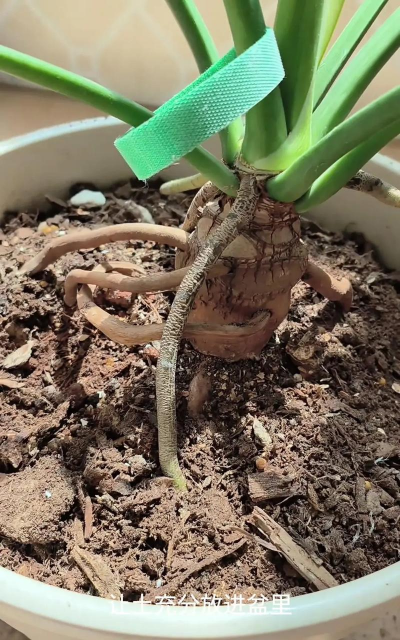 家庭养花用生根粉