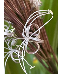 长柄竹蕉开得花什么味