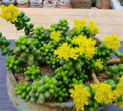 毛豆多肉怎么养