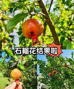石榴花什么养殖能结果