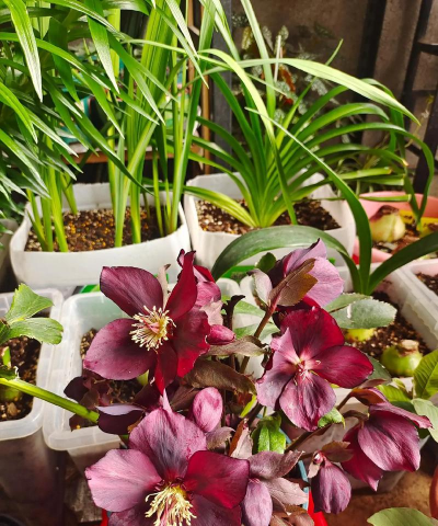 家庭养花用生根粉