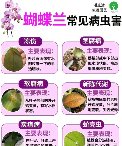 十佳华卉 什么病