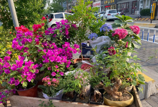 家庭养花用生根粉