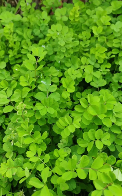 紫云英是什么样子