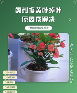 虎刺梅黄叶子什么原因