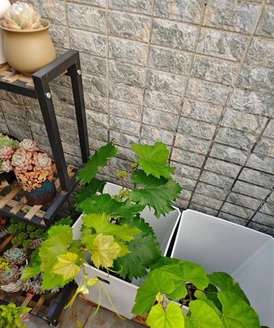 露台养花种葡萄