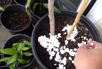 家庭养花用生根粉