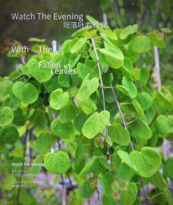 垂枝的树是什么树