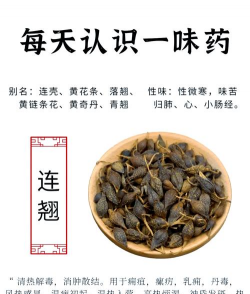 连翘别称叫什么