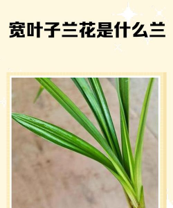 宽叶的叶是什么花