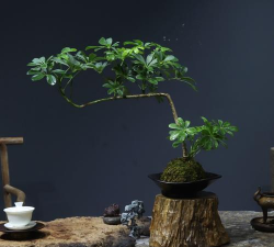 河南什么球适合做盆景