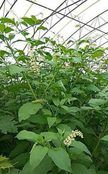 假西洋参植物叫什么