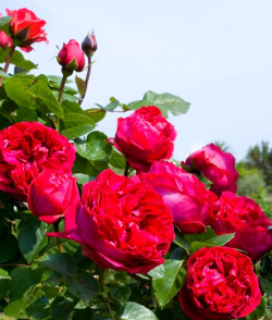 龙沙宝石的花头为什么