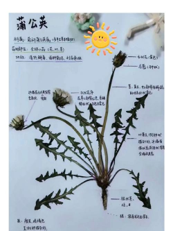 罂粟花怎么提取