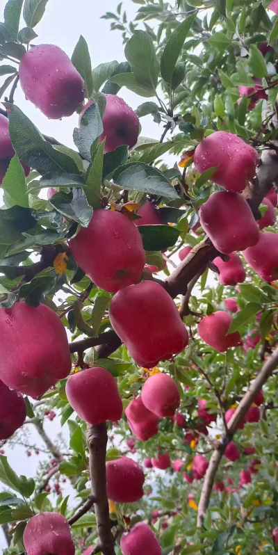 蛇果需要什么土壤种植