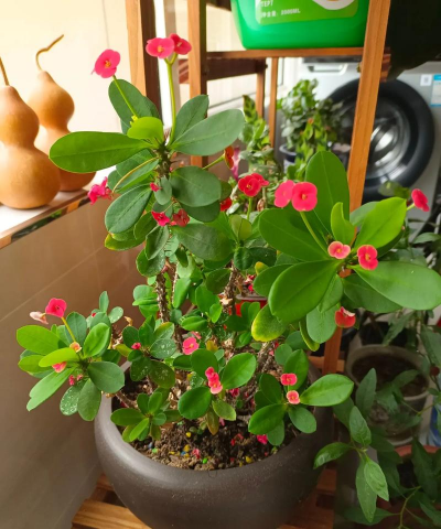 家庭养花用生根粉