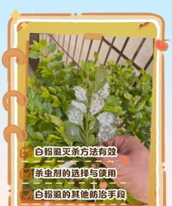 花上面的白虫子为什么