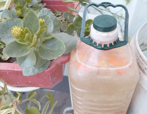 家庭养花用生根粉