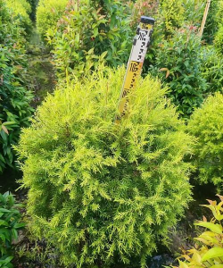 串钱柳为什么不开花