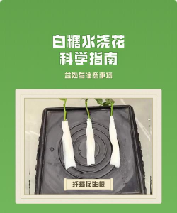 家庭养花用生根粉