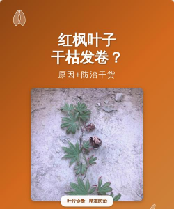 红枫为什么会枯黄卷叶